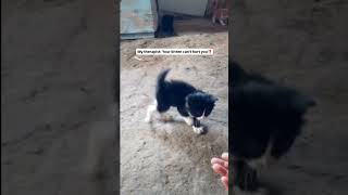 Apex predator in training👁️👄👁️    #cute #cat #shorts #funnycat #kitten #catlife #pets #annimalsfunny