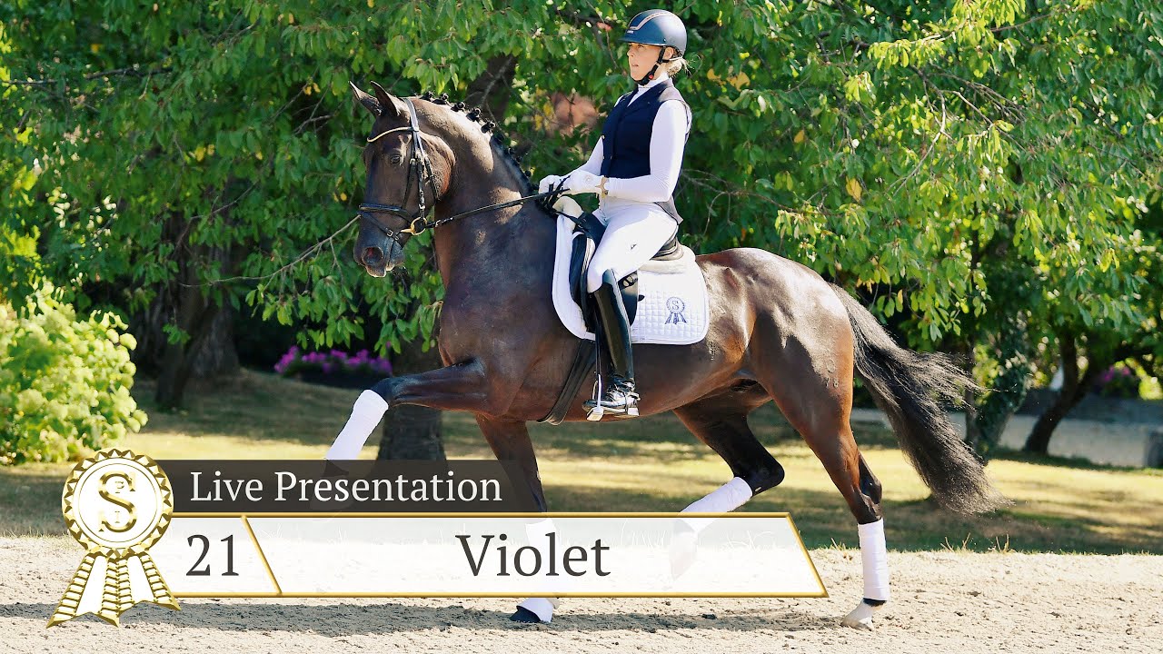 Cat. No. 21 Violet - Live Presentation