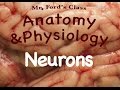 Neuron Structure and Function Quiz