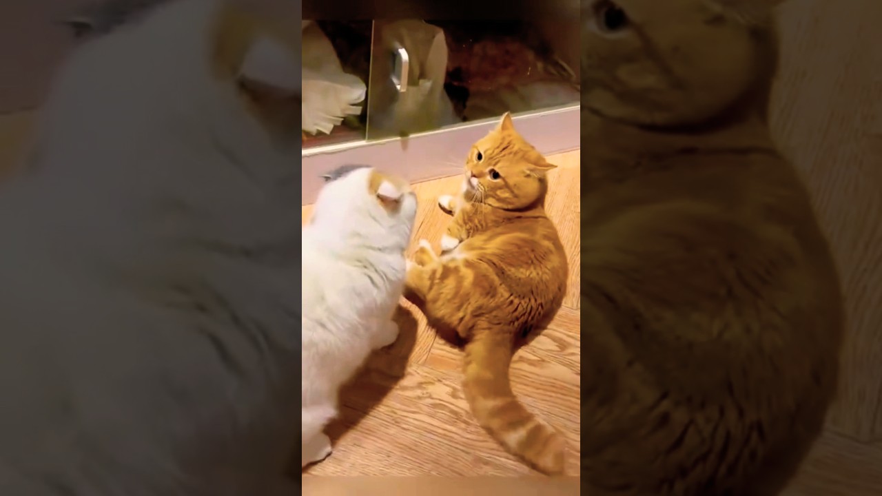 Funny Fight Between Two Cats🐈🐈  Cat Fighting🙀🙀 