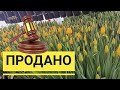 Подводим итоги Восьмого марта | Окупаемость теплицы | Планы на будущее