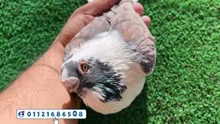 مكنيرات وبنفسجيات وقشر وفحميات وصوافة...