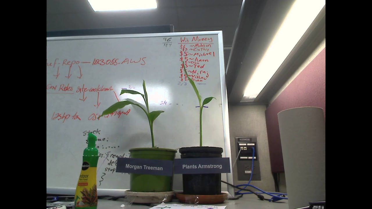 Banana Plant Time Lapse YouTube