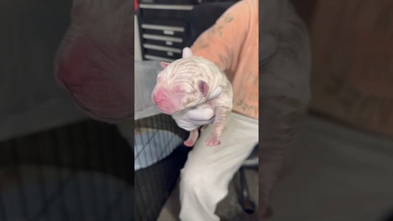 JUST BORN! XL AMERICAN BULLY LILAC TRI TWEED MERLE SUPER RARE! 