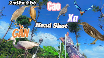 Ná Cao Su Đi Săn Với Mọi Cự Ly Xa Gần Cao Thấp Chỉ Cần Thấy Là Lượm_Dạo  Đầy 1 Túi || SangSlingShot