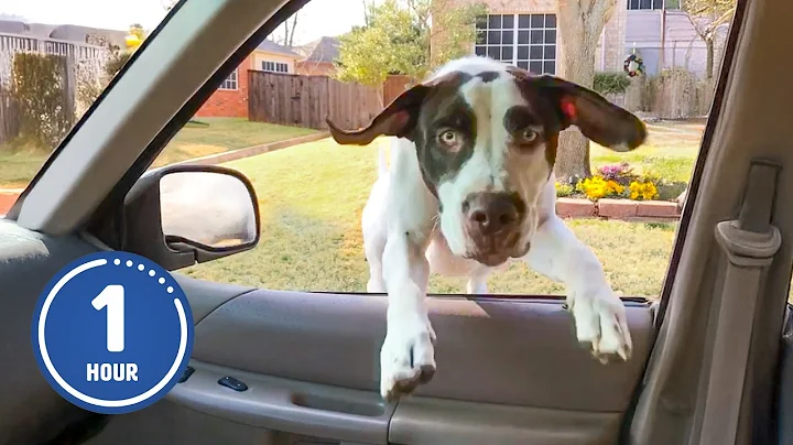 HILARIOUS Dogs Being Weird 🤪 | 60 Minutes Of Funny Dog Videos