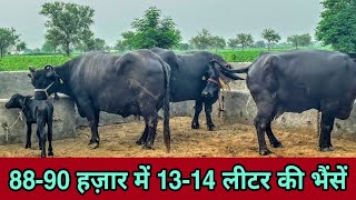  8816966110,9728241000 10 Buffaloes available for Buyers at Kaswan Dairy Farm, Sarsana,Hisar