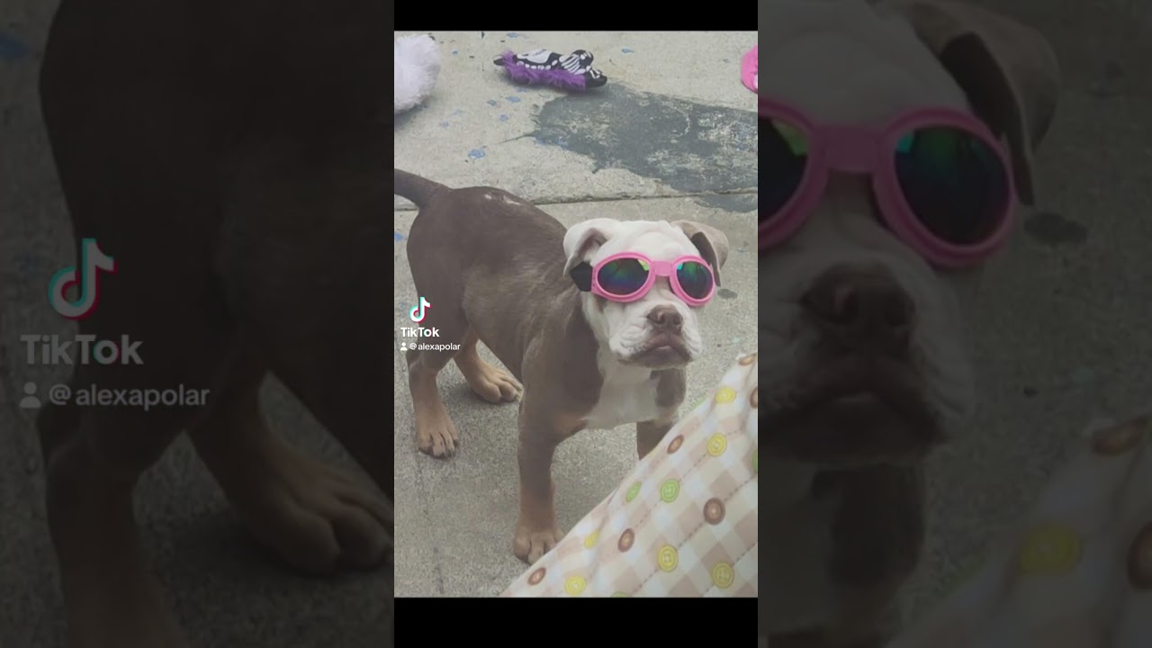 Audrey, my American / English Bulldog mix - always beautiful to me. Rescued her and she rescued me.