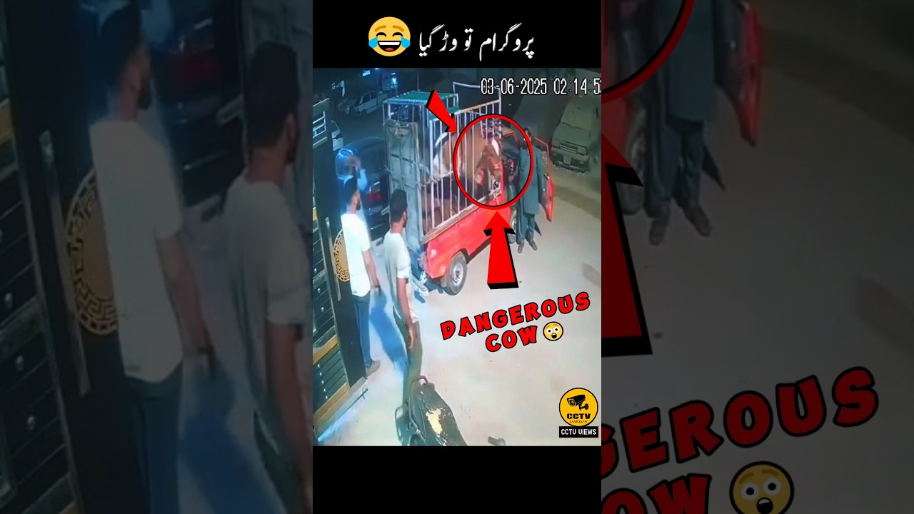 Dangerous Cow Unloading 😂😂😂😜 Program tou War Gaya 😜 