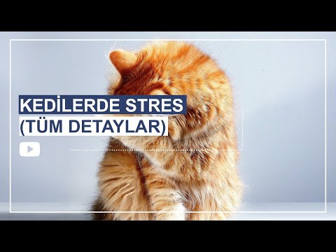 Oncesi Ve Sonrasiyla Kedi Kisirlastirma Ameliyati Tum Surec Youtube Oncesi Ve Sonrasiyla Kedi Kisirlastirma Ameliyati Tum Surec Youtube