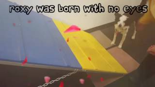 #RoxyTheBorderCollie is blind and is doing Agility