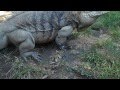 Only Voice Trained Giant  Iguana in the World !!