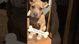 #pitbull PUPPY Hoosier: A Natural Born Model  #shorts