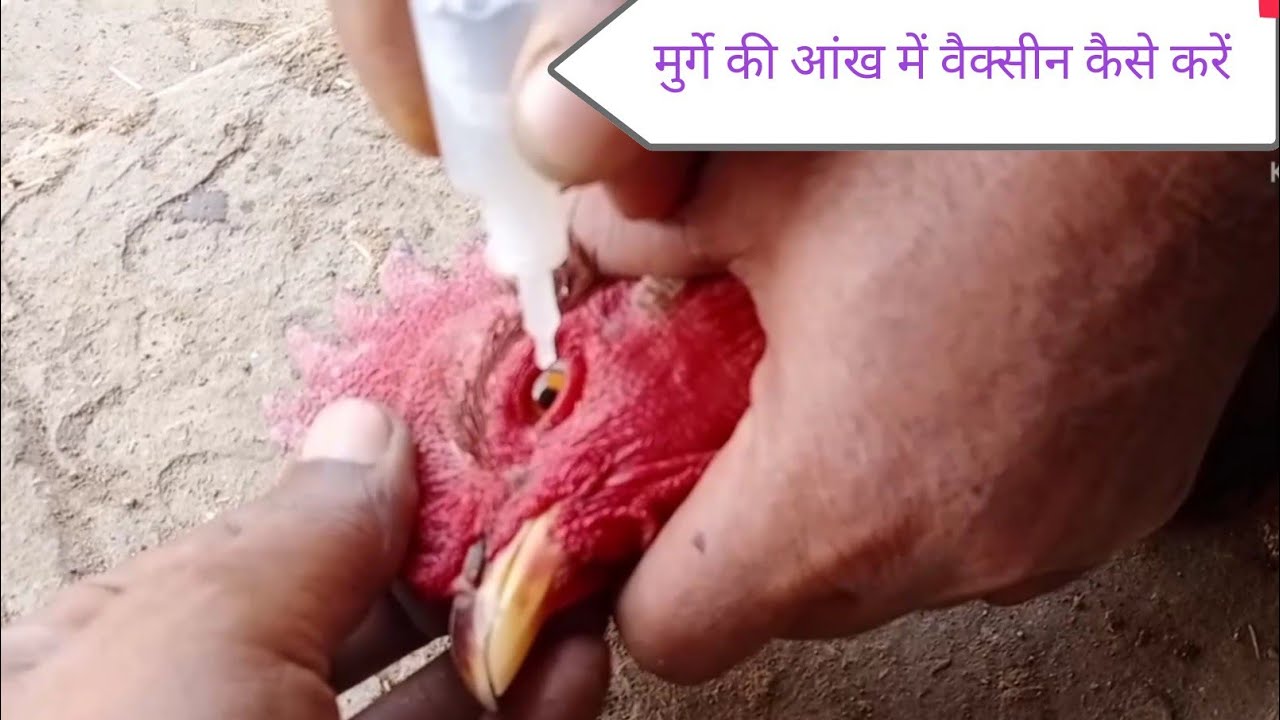 murgi ki aankh mein vaccine kaise hota hai।।aankh me vaccine kaise kren।।desi poultry farm।।by M Q