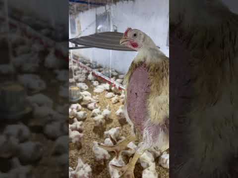 ربنا يجازيك خير يا فنان والله