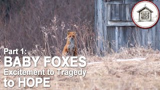 Part 1: Baby Foxes  Excitement to Tragedy to Hope