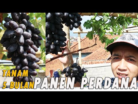 Video: Anggur Sulung Lima Daun
