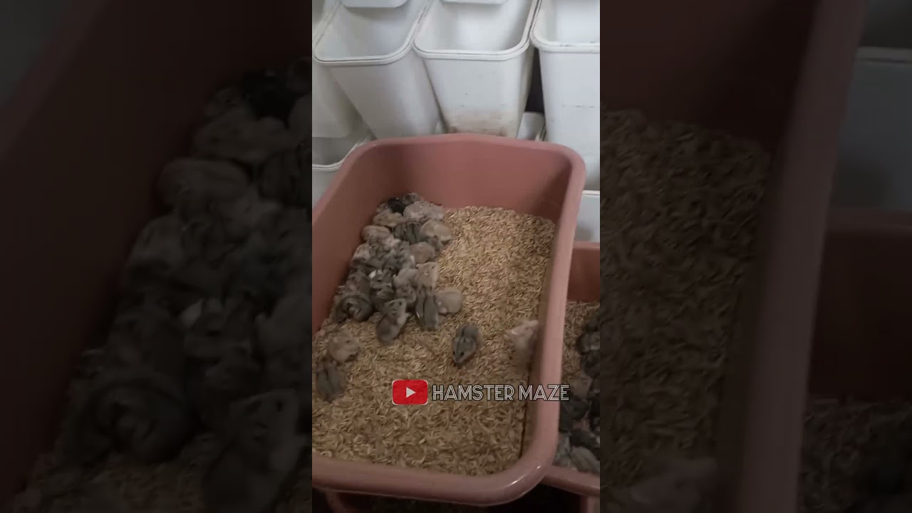 hamster farm 🐹🐹