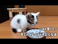 ごはんのあと、すぐトイレに行きたくなる子猫がかわいい