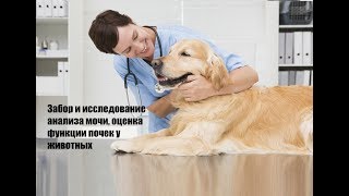 Забор и исследование анализа мочи, оценка функции почек у животных Забор и исследование анализа мочи, оценка функции почек у животных