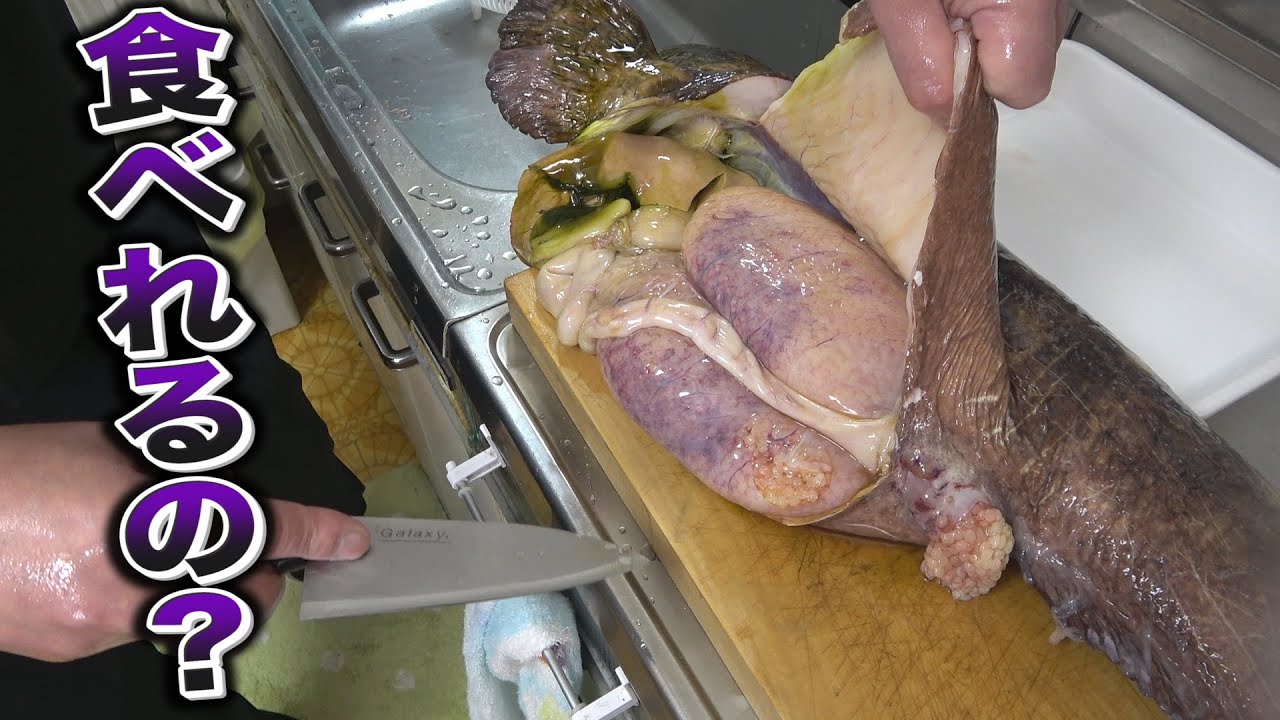 突如届いた怪物レベルの魚！豪快に捌いて内臓までいただいてみました！！