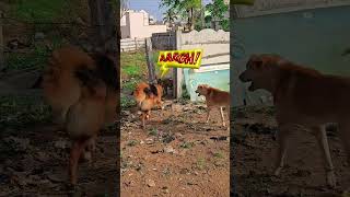 When Best Friends Team Up 💀🐕 #germanshepherd #gsds #dog #funny #dogshorts #viral #dogtalkingvideos