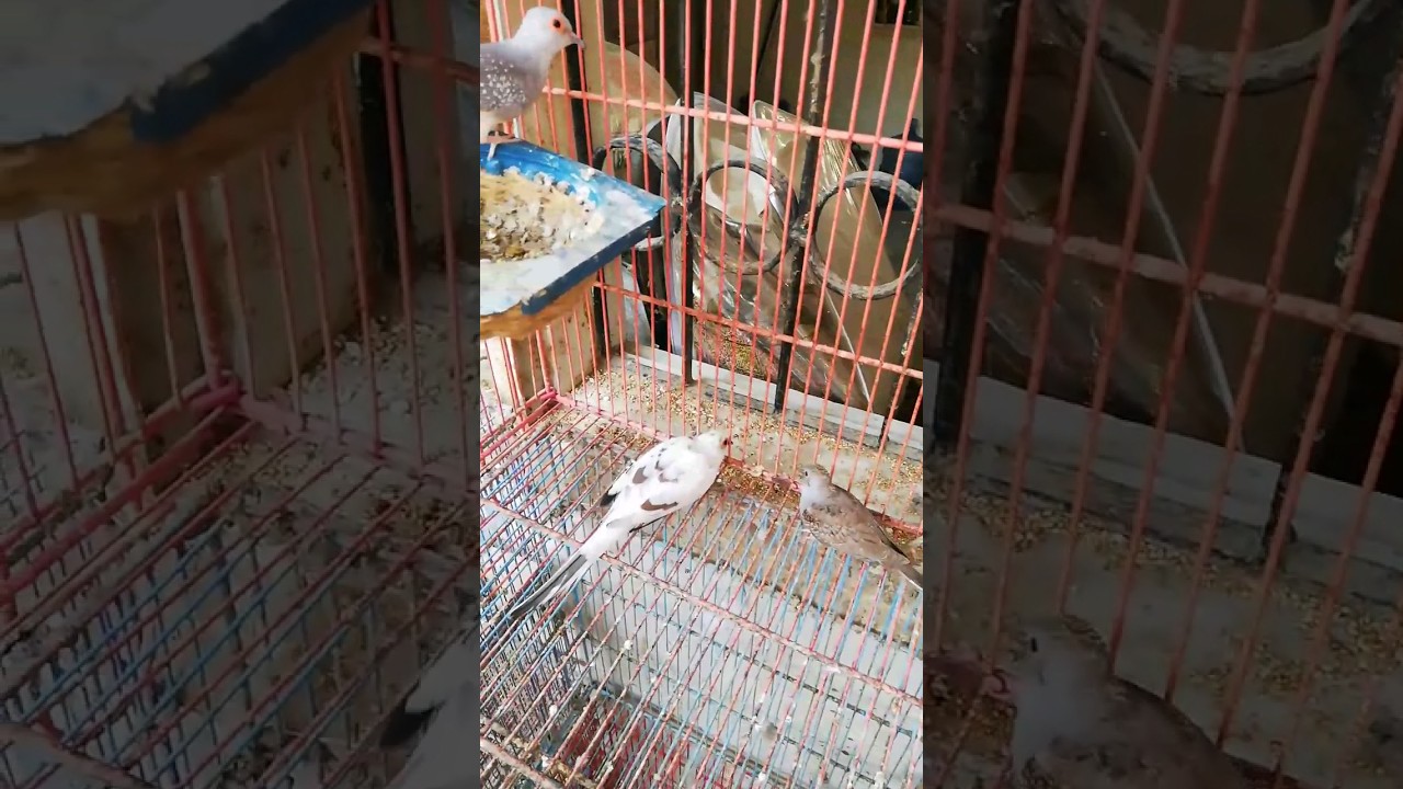 blue pied diamond dove working pair with chicks 