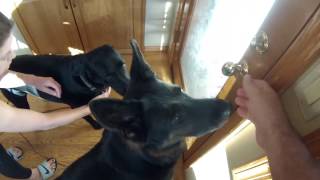 1 Clever Trick For Calming Down Over Excited Dogs by Chet Womach 601,142 views 7 years ago 3 minutes, 45 seconds