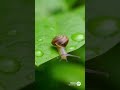 #animals #wildlife #snail