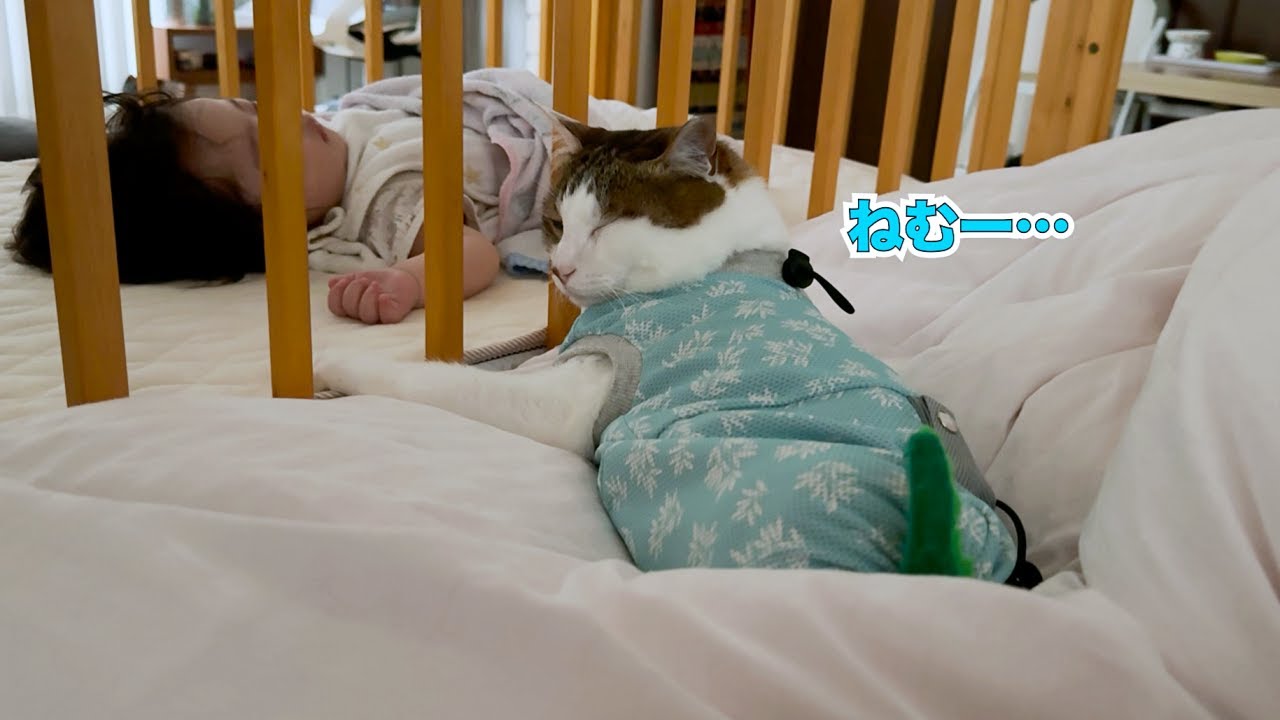 猫は『大好きなパパが倒れていたら』どうする？…愛おしすぎる光景が46万1000再生の大反響「愛が伝わる」「爆泣きした」の声 - ライブドアニュース