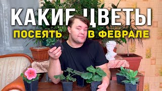 Что посеять в феврале. Какие цветы посеять в феврале.