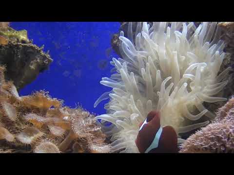 Reef aquarium005 Sea anemone and maroon clownish.ზღვის ანემონე და წაბლისფერი თევზი ჯამბაზი.