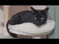 7猫3周年ライブ