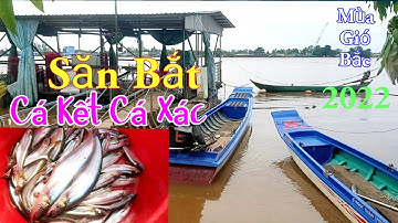Săn Bắt Cá Kết Cá Xác Mùa Gió Bấc 2022 / Ẩm Thực Ven Sông Quán / Kiềm Rapper