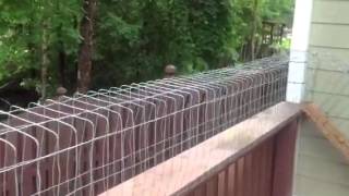 Outdoor cat tunnel to sanctuary