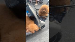 Trời Đất Ơi Bé Chó Con Của Ai Thế Này 3 Con Chó Lõng Xù Ó