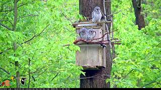 Three Owlets Hang Out Together At Barred Owl Nest Box – May 14, 2020