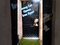 Amazing Cat Opens Iron Door 