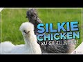 Silkie chickens unraveling the mysteries of the fluffiest backyard flock members