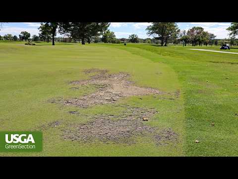Dealing With Damaged Grass on a Golf Course