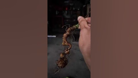 #sâm_ngọc_linh_rừng 2.5tr củ sâm rừng víp  #sâm_ngọc_linh_rừng #sâm_ngọc_linh_rừng