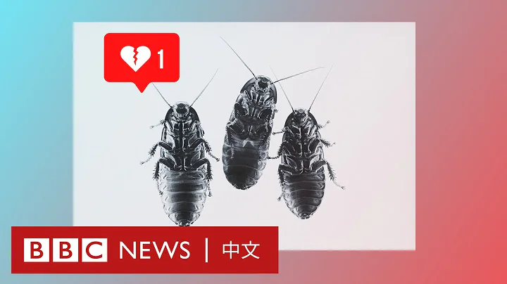 情人節的復仇？用前任的名字給蟑螂起名，再看牠被吃掉－ BBC News 中文 - 天天要聞