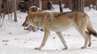 Wolf In The Woods Stock Video