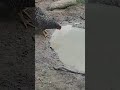 Lilly's sway #homestead #viral #chicken #duck #shorts #viral