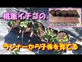 【家庭菜園】桃薫イチゴを育てる2021⑥－ランナーから子株を育てる(後編)《子株をポットにセットする》