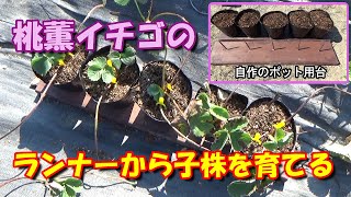 【家庭菜園】桃薫イチゴを育てる2021⑥－ランナーから子株を育てる(後編)《子株をポットにセットする》