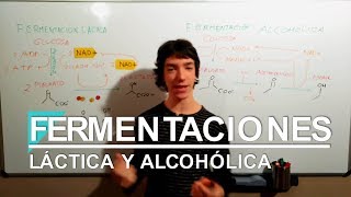 Fermentaciones Láctica y Alcohólica