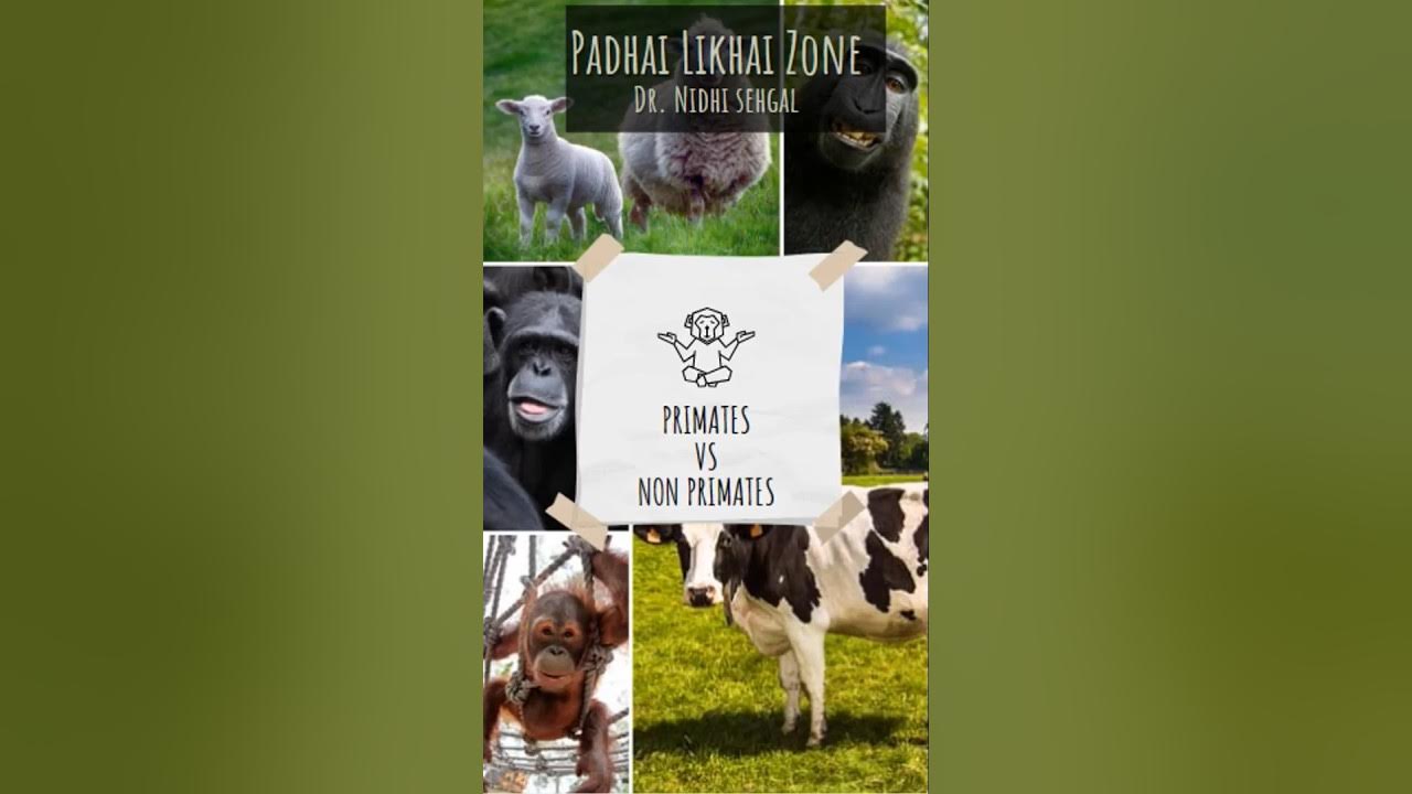 Primates Vs Non Primates mammals..biology education class12biology 