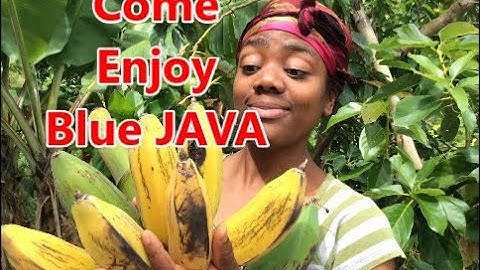BLUE JAVA BANANA PREPARATION-ICE CREAM BANANA RECIPE -Benefits of Blue Java Banana -Country Living