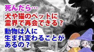 犬や猫のペットは死んだらどうなる？動物も死後の世界や生まれ変わりはある？